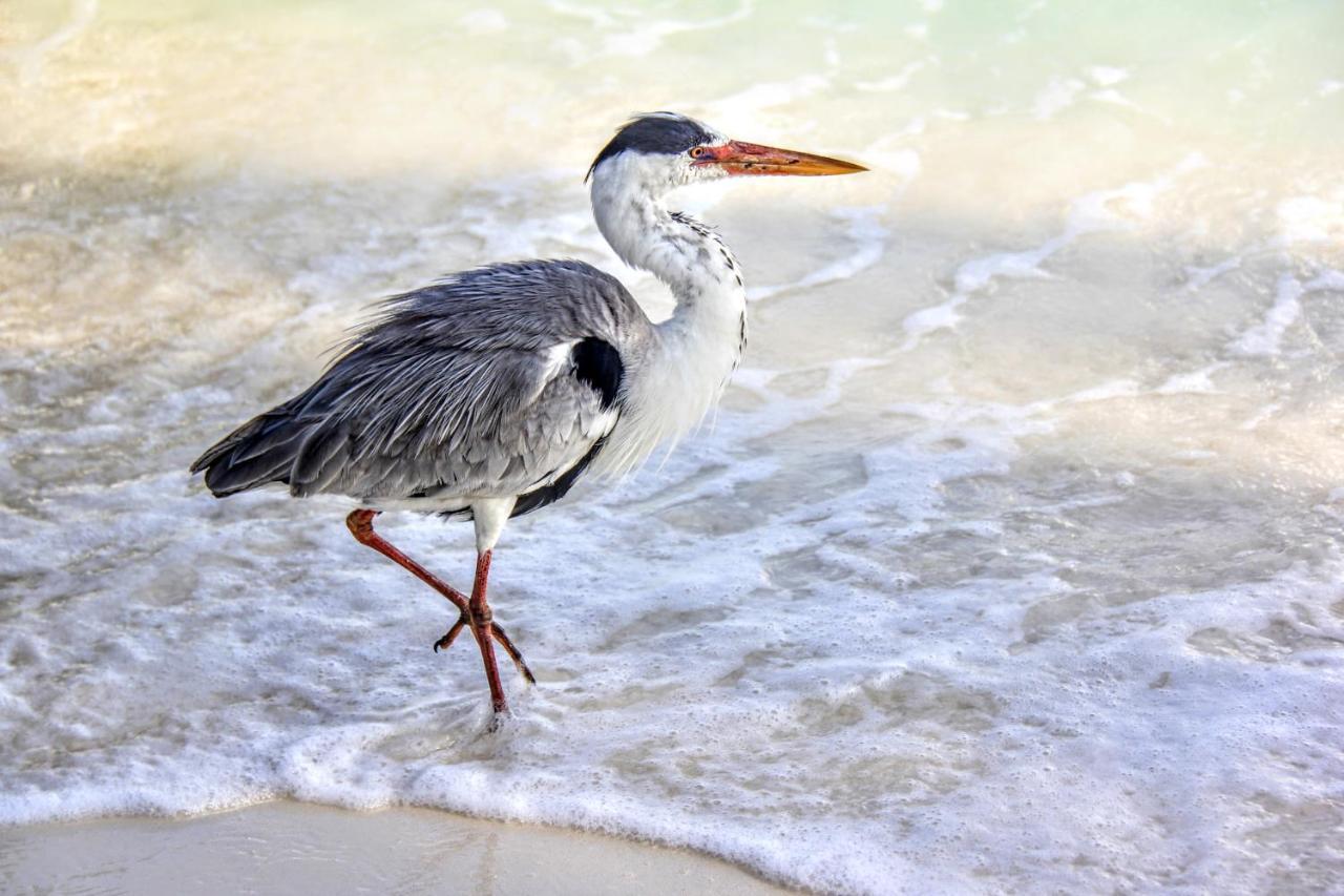 Brickwood Rasdhoo- Beach Front Esterno foto